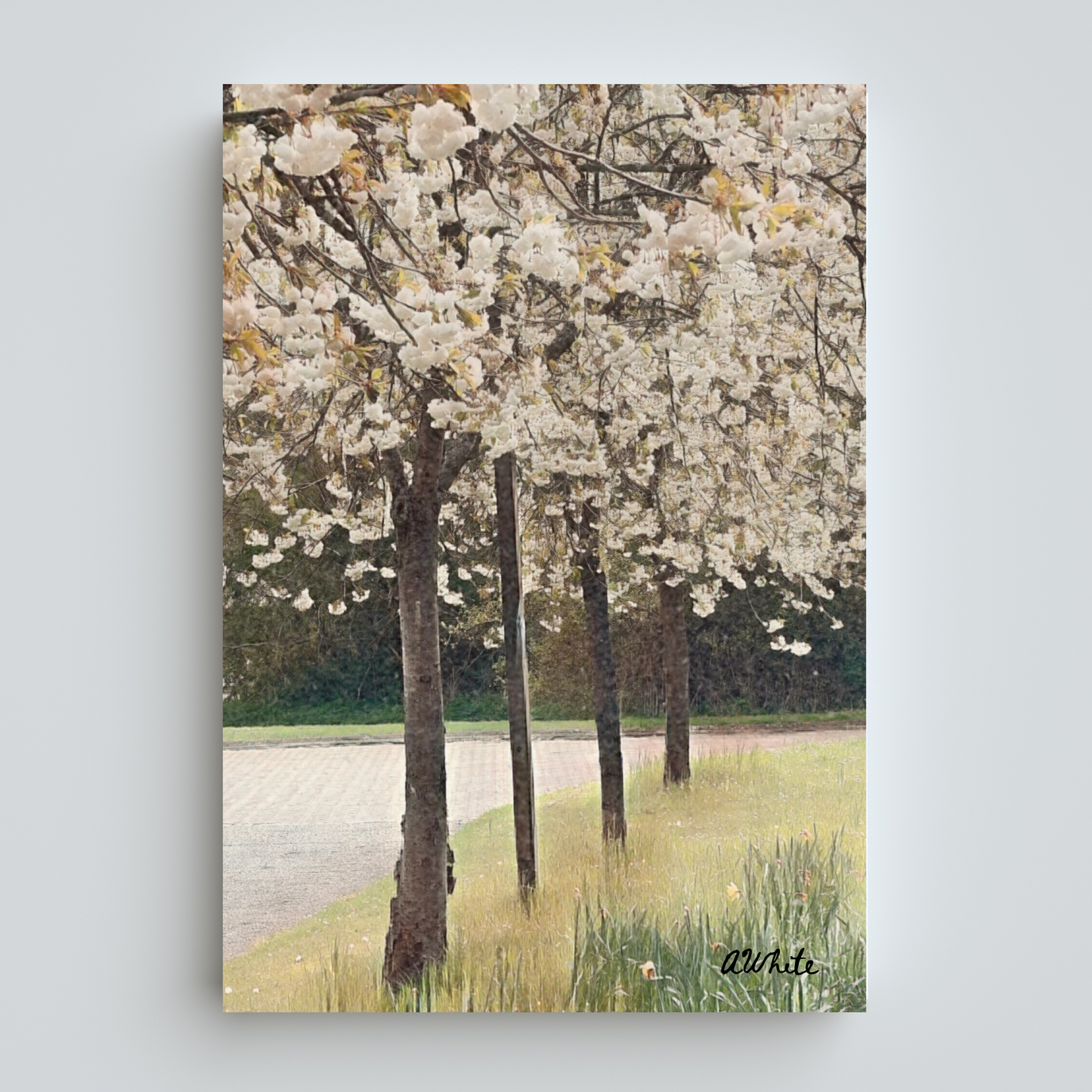 Bloom Blanc