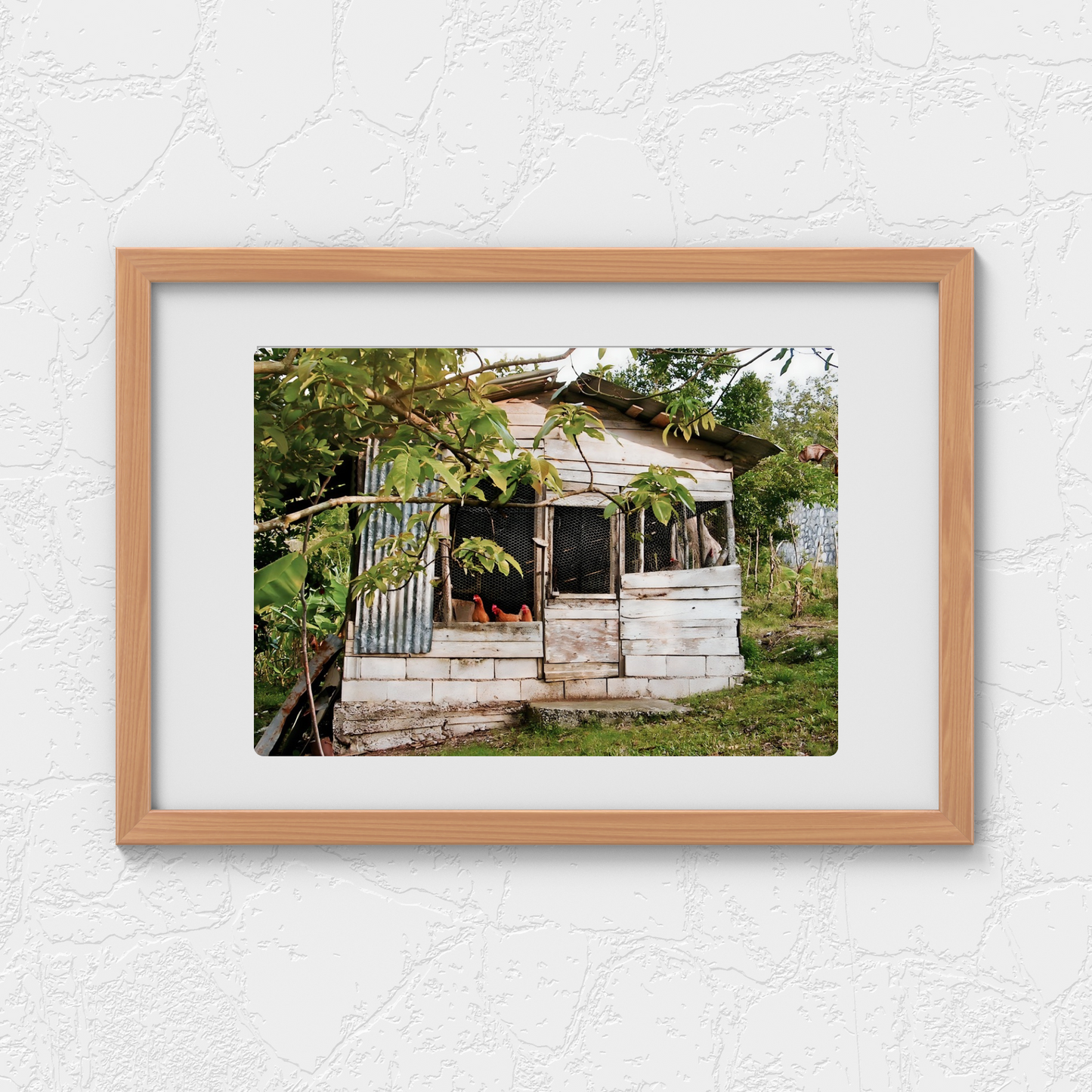 RUSTIC CHICKEN COOP IN RURAL JAMAICA