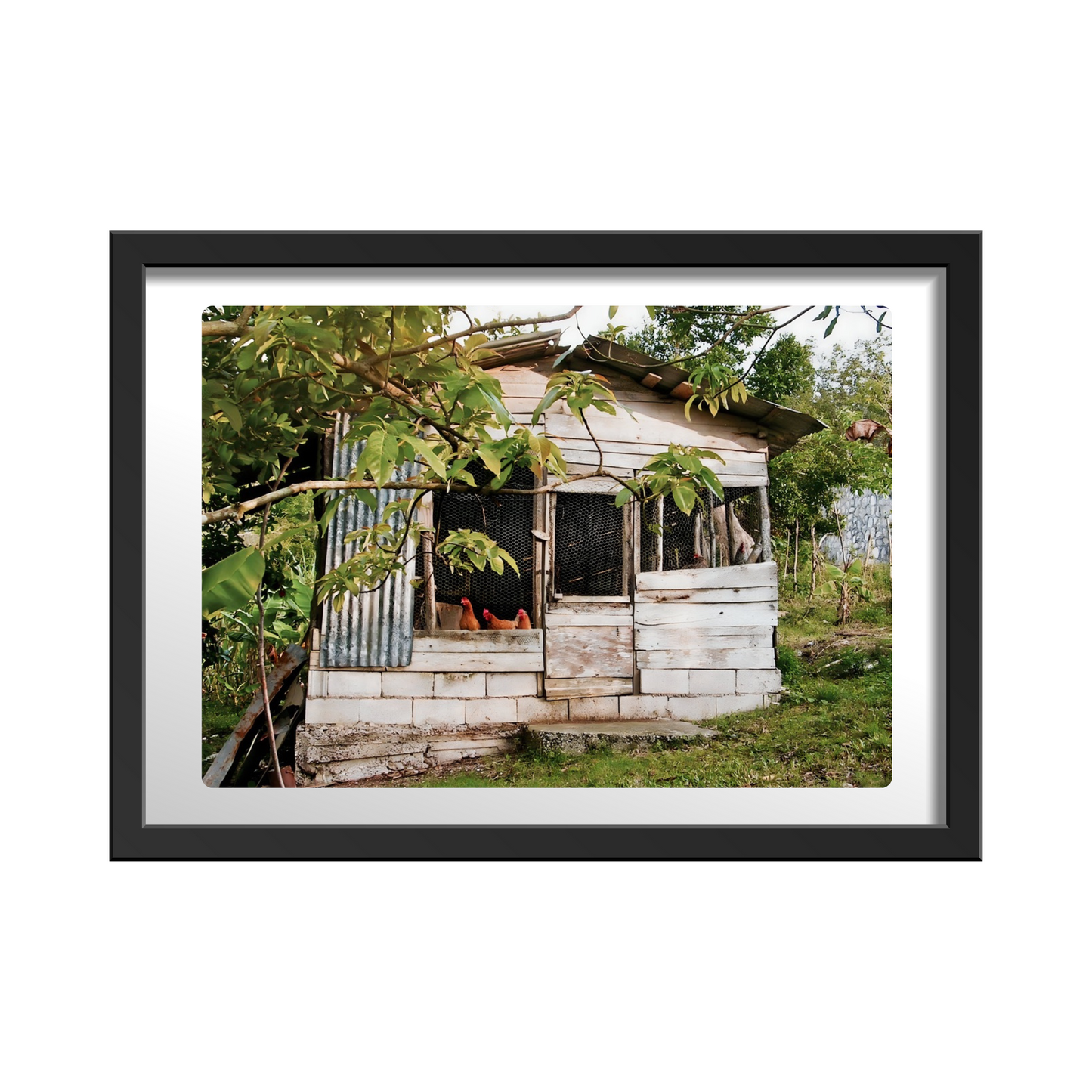 RUSTIC CHICKEN COOP IN RURAL JAMAICA