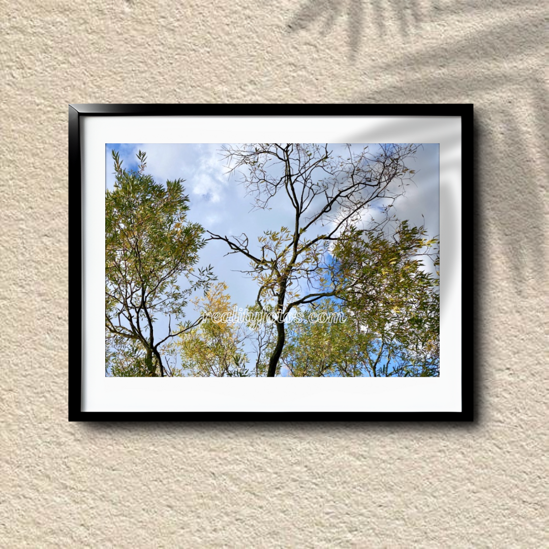 Autumn Canopy