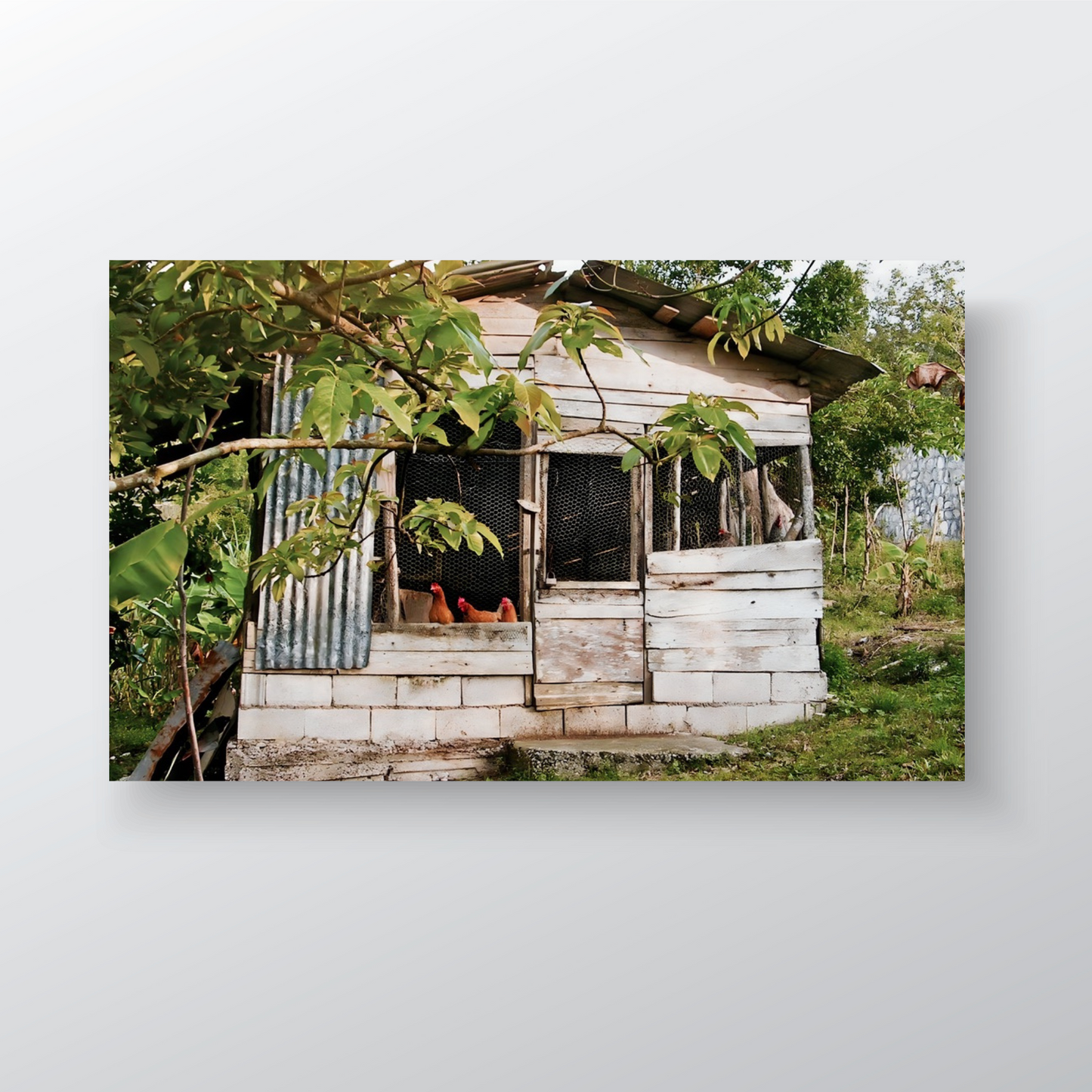 RUSTIC CHICKEN COOP IN RURAL JAMAICA