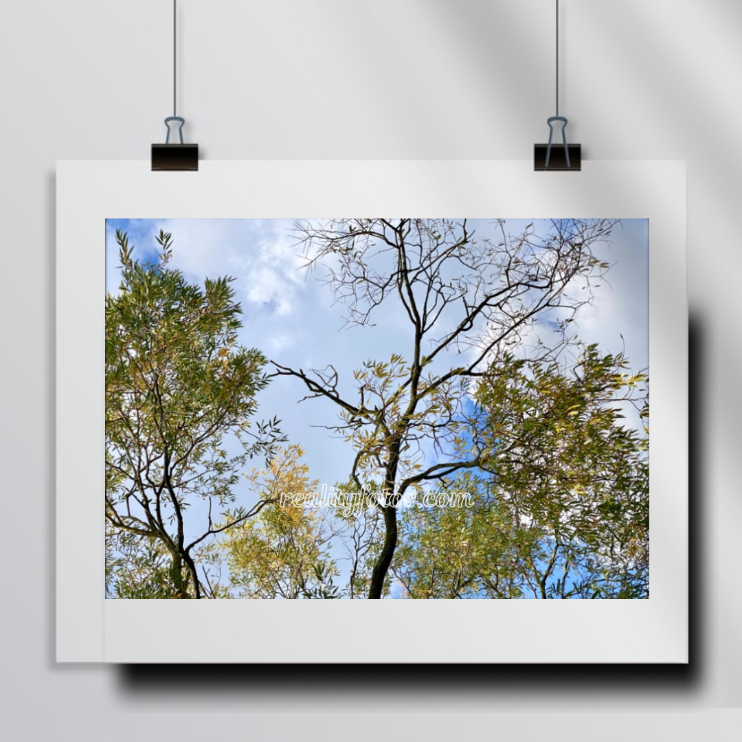 Autumn Canopy