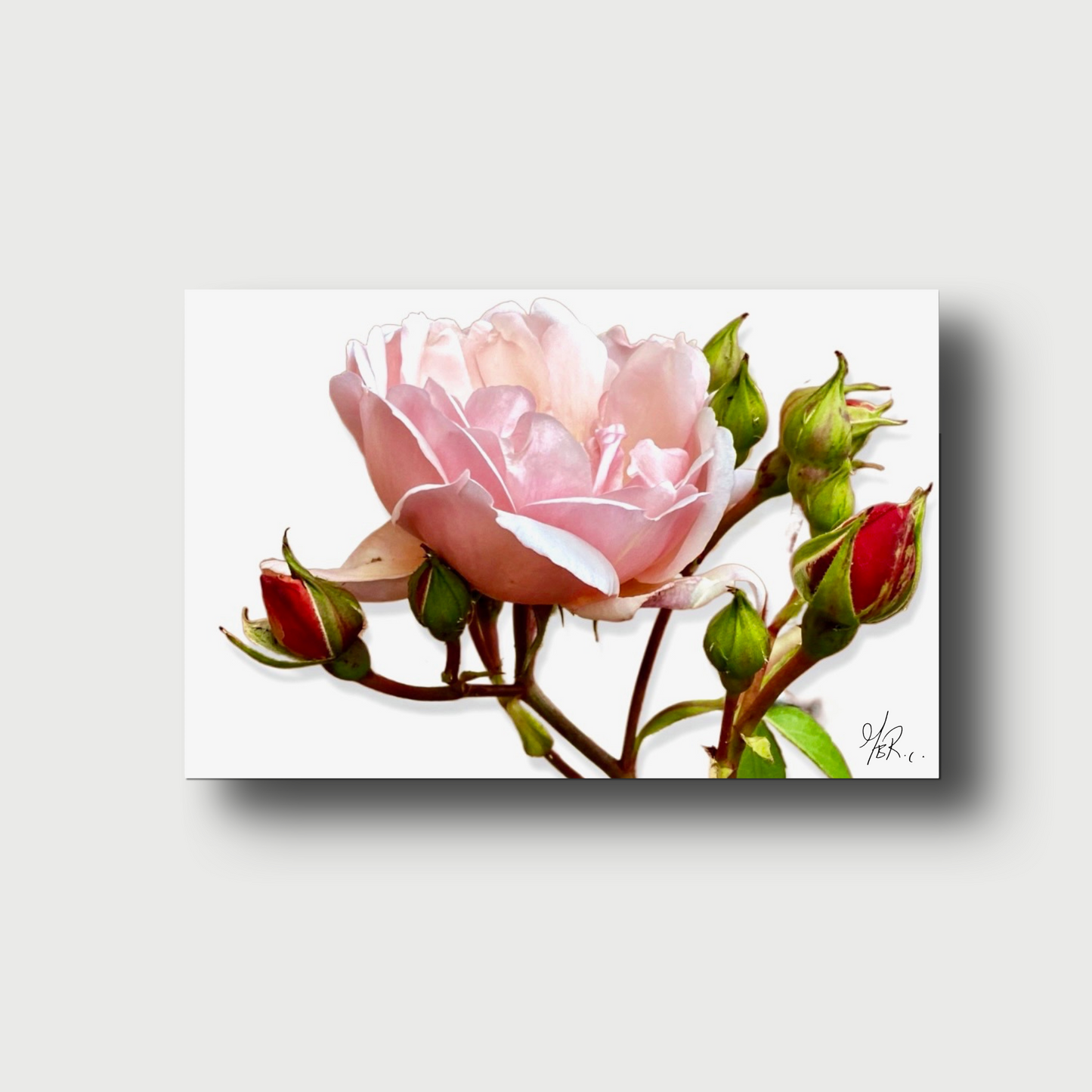 First Carnation Bud