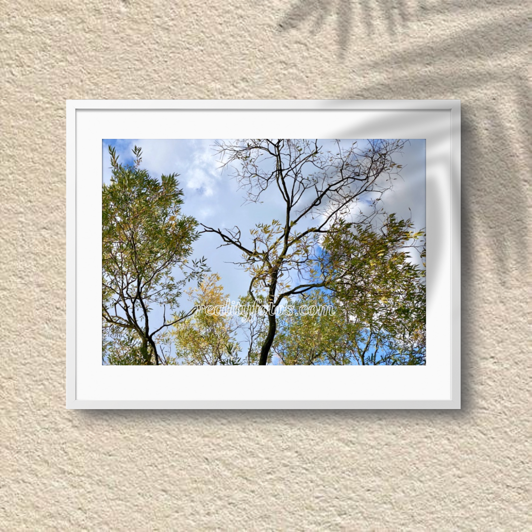 Autumn Canopy