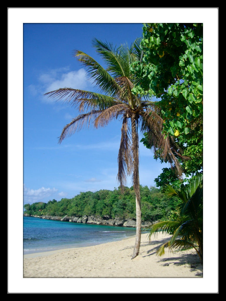 Palm Tree on Jamaica Beach