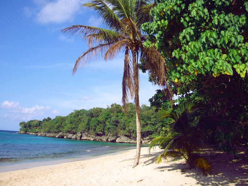 Palm Tree on Jamaica Beach