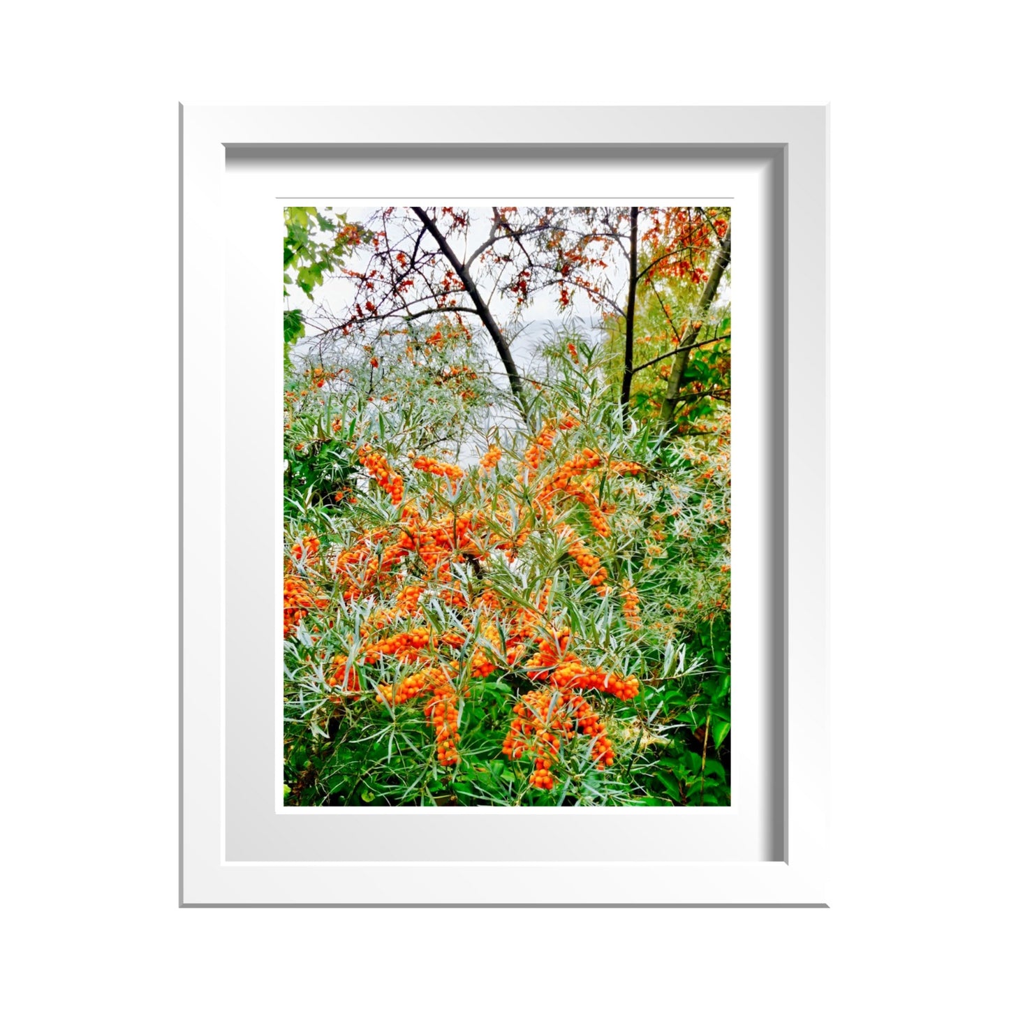 Orange Berries