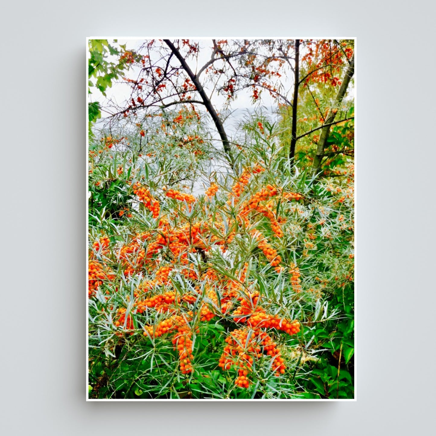 Orange Berries