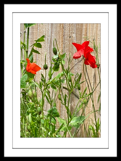 Wall Art Photo Print of Two Red Wildflowers Growing Against a Rustic Wooden Fence