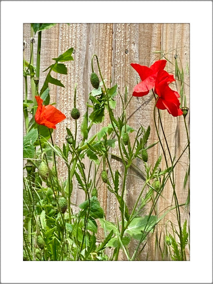 Wall Art Photo Print of Two Red Wildflowers Growing Against a Rustic Wooden Fence