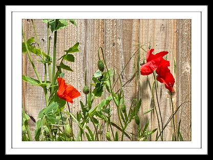 Wall Art Photo Print of Two Red Wildflowers Growing Against a Rustic Wooden Fence